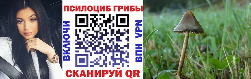 shop формула  Судогда  Галлюциногенные грибы Psilocybe 